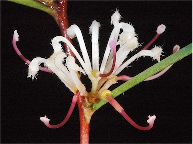 APII jpeg image of Hakea trifurcata  © contact APII