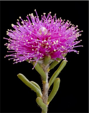 APII jpeg image of Melaleuca concinna  © contact APII