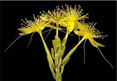 APII jpeg image of Calytrix flavescens  © contact APII