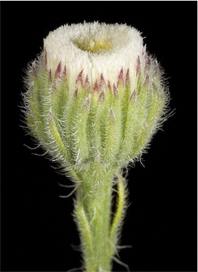 APII jpeg image of Erigeron sumatrensis  © contact APII