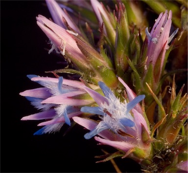 APII jpeg image of Andersonia caerulea  © contact APII