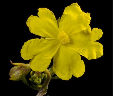 APII jpeg image of Hibbertia hypericoides  © contact APII