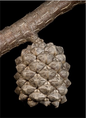 APII jpeg image of Allocasuarina dielsiana  © contact APII