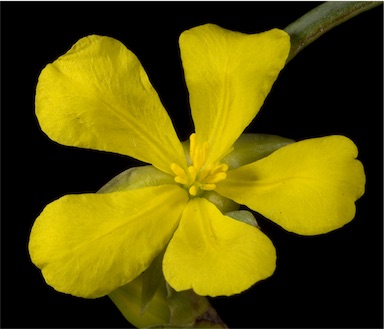 APII jpeg image of Hibbertia subvaginata  © contact APII