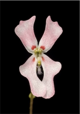 APII jpeg image of Stylidium androsaceum  © contact APII