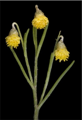 APII jpeg image of Gilberta tenuifolia  © contact APII