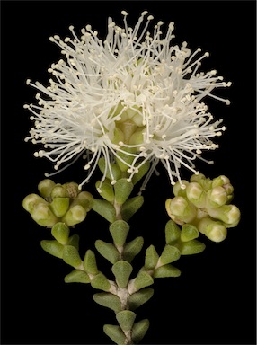 APII jpeg image of Melaleuca cucullata  © contact APII