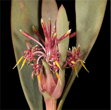 APII jpeg image of Isopogon pruinosus subsp. glabellus  © contact APII