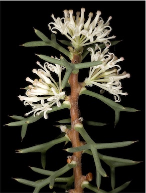 APII jpeg image of Hakea lissocarpha  © contact APII