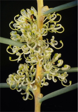 APII jpeg image of Hakea recurva subsp. recurva  © contact APII