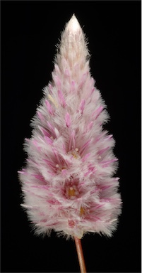 APII jpeg image of Ptilotus calostachyus  © contact APII