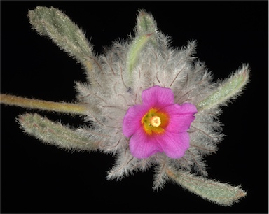 APII jpeg image of Waltheria virgata  © contact APII