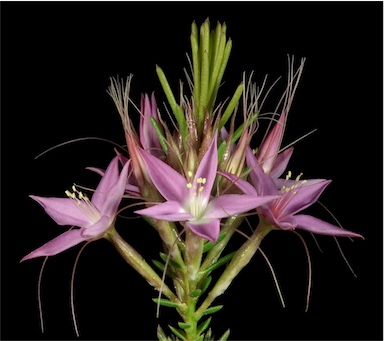 APII jpeg image of Calytrix glutinosa  © contact APII