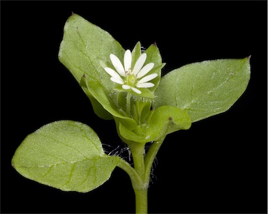 APII jpeg image of Stellaria media  © contact APII