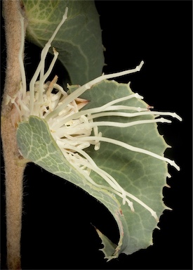 APII jpeg image of Hakea conchifolia  © contact APII