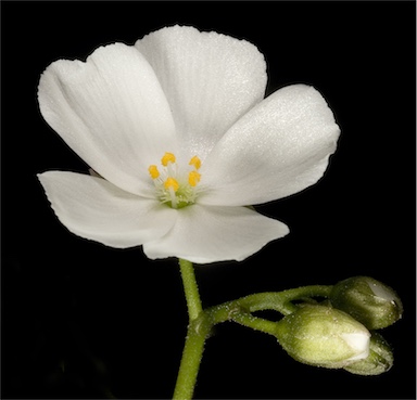 APII jpeg image of Drosera porrecta  © contact APII