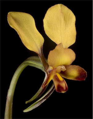 APII jpeg image of Diuris corymbosa  © contact APII