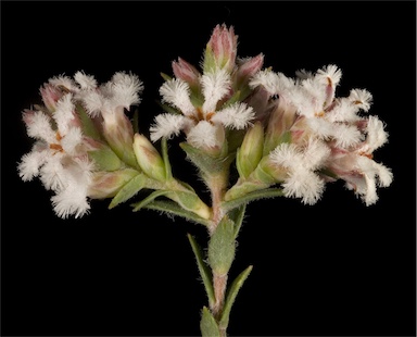 APII jpeg image of Leucopogon polymorphus  © contact APII