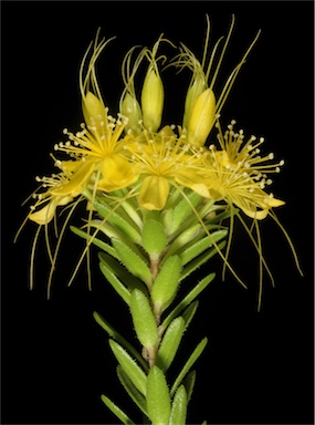 APII jpeg image of Calytrix aurea  © contact APII