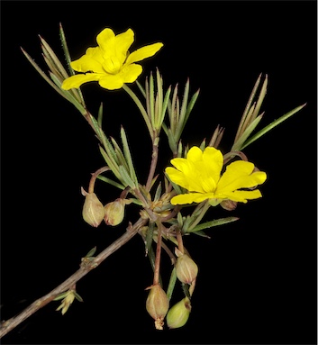 APII jpeg image of Hibbertia acerosa  © contact APII