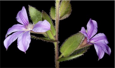 APII jpeg image of Scaevola platyphylla  © contact APII