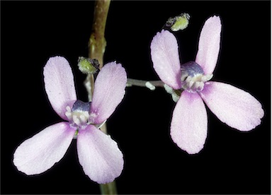 APII jpeg image of Stylidium brunonianum  © contact APII