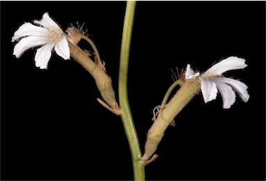 APII jpeg image of Scaevola chrysopogon  © contact APII