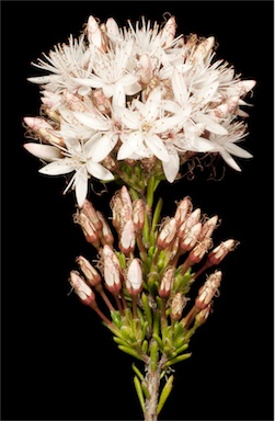 APII jpeg image of Calytrix tetragona  © contact APII