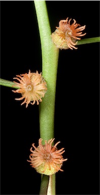 APII jpeg image of Tersonia cyathiflora  © contact APII