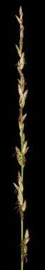 APII jpeg image of Spartochloa scirpoidea  © contact APII