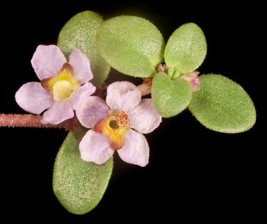 APII jpeg image of Glossostigma sp.  © contact APII