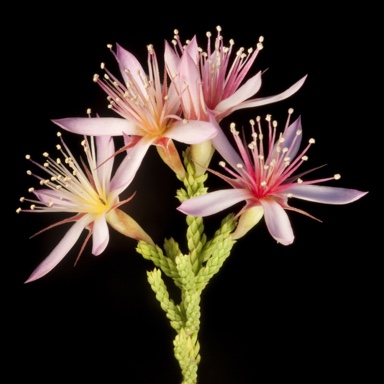 APII jpeg image of Calytrix exstipulata  © contact APII