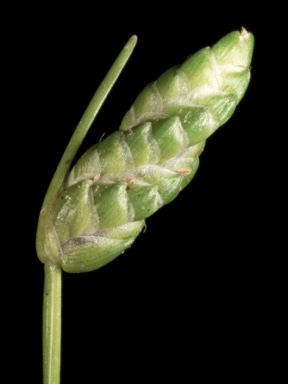 APII jpeg image of Isolepis cyperoides  © contact APII