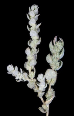 APII jpeg image of Atriplex quadrivalvata  © contact APII