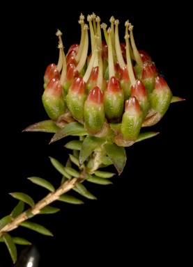 APII jpeg image of Darwinia hortiorum  © contact APII