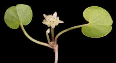 APII jpeg image of Dichondra repens  © contact APII