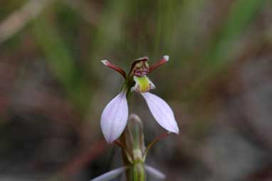 APII jpeg image of Eriochilus cucculatus  © contact APII