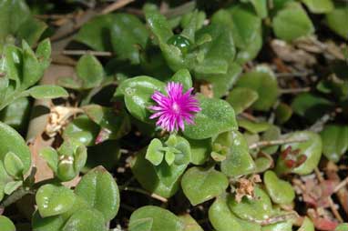 APII jpeg image of Aptenia cordifolia  © contact APII