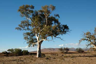 APII jpeg image of Eucalyptus camaldulensis  © contact APII