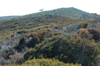 APII jpeg image of Allocasuarina nana  © contact APII