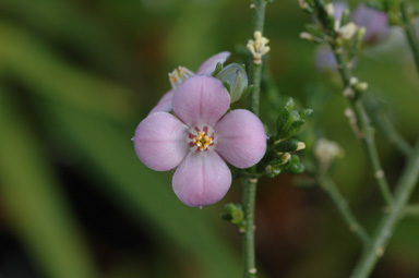 APII jpeg image of Boronia coerulescens subsp. coerulescens  © contact APII