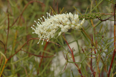 APII jpeg image of Grevillea minutiflora  © contact APII