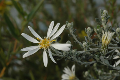 APII jpeg image of Olearia brachyphylla  © contact APII