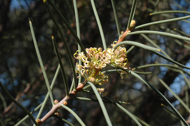 APII jpeg image of Hakea recurva  © contact APII