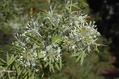 APII jpeg image of Grevillea vestita  © contact APII