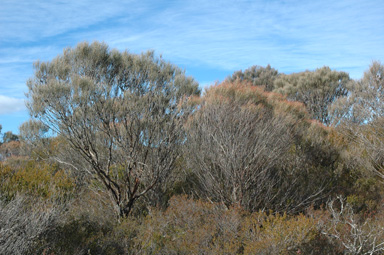 APII jpeg image of Allocasuarina distyla  © contact APII