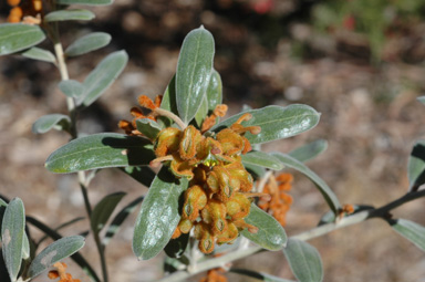 APII jpeg image of Grevillea floribunda subsp. floribunda  © contact APII