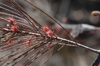 APII jpeg image of Allocasuarina torulosa  © contact APII