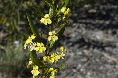 APII jpeg image of Goodenia saccata  © contact APII