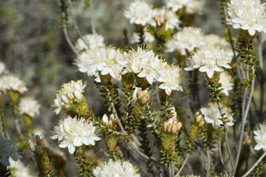 APII jpeg image of Calytrix involucrata  © contact APII